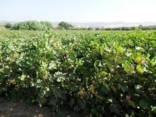 Cultivos de algodón y olivar en la zona de la Cadena.