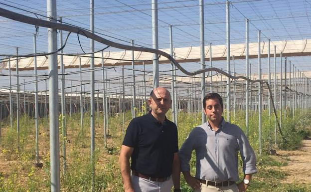 El concejal de Agricultura ejidense, Manuel Gómez, en una de las explotaciones donde se aplica la técnica de ‘abonado en verde’.