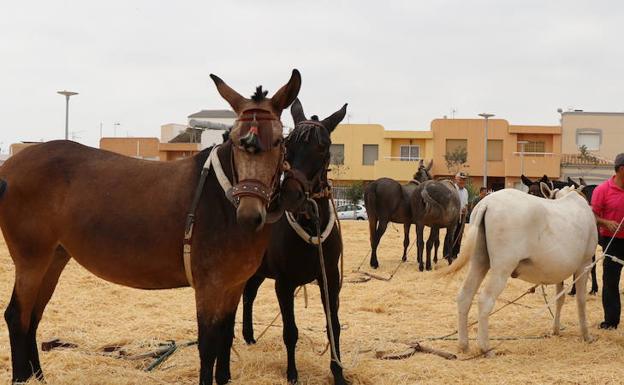 La concentración equina arrancará a las 11 horas. /Ideal