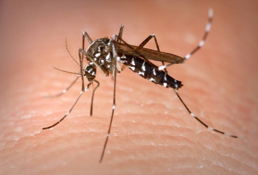 IU pide acciones específicas contra el mosquito tigre.
