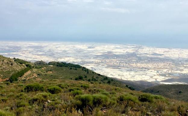 Los regantes del Poniente celebran la suspensión de nuevas concesiones en un año para recuperar el acuífero