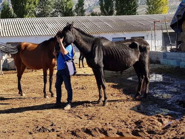 Aspecto de desnutrición que presentan algunos caballos de esta granja de Dúrcal./OPC
