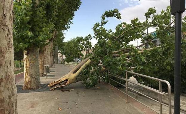 Un árbol cae a causa del fuerte viento en Granada. /Ramón L. Pérez