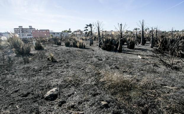 Imagen del descampado de Santa Adela, este martes con el rastro que dejó el incendio./JAVIER MARTÍN