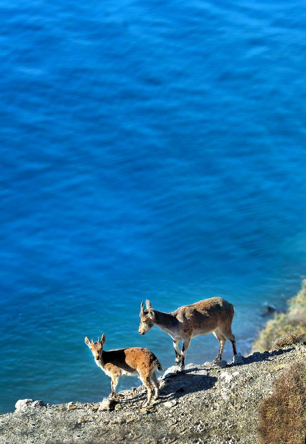 Una cabra montesa hembra junto a su cría, ya casi juvenil, se asoman en los acantilados de la cala del Ruso, en el municipio de Albuñol, tras realizar un largo viaje desde las laderas de la Alpujarra./J. E. GÓMEZ