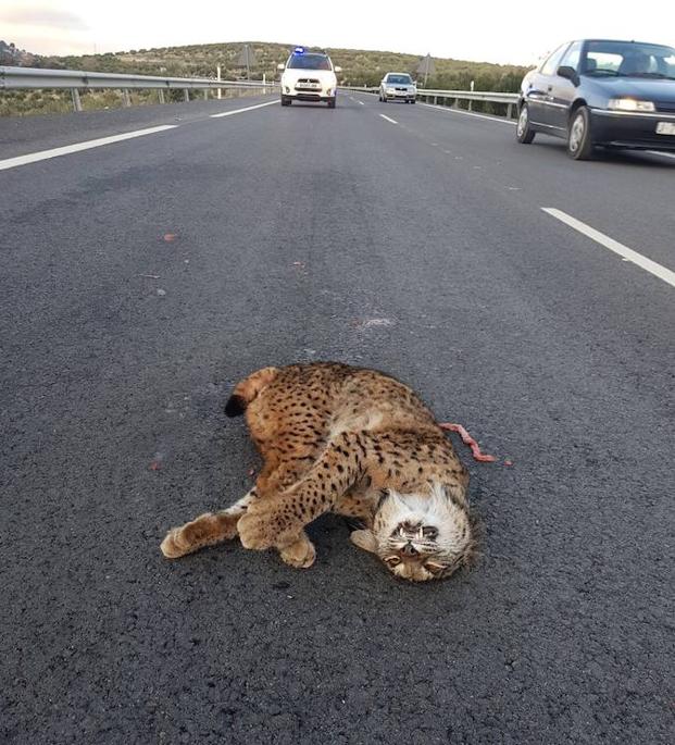 Lince encontrado este domingo en la A-316./