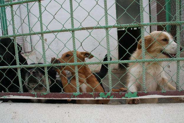 Animales en la perrera municipal, en un domingo cualquiera./IDEAL