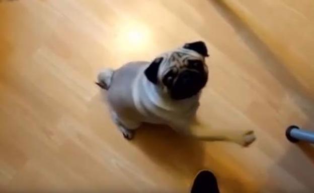Enseñó al perro a hacer el saludo nazi y le ha costado una condena