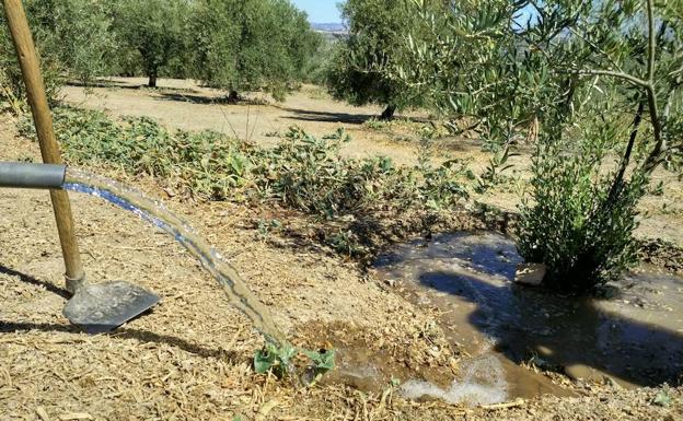 UPA-Jaén pide a la CHG que todos los autorizados puedan acceder al riego extra