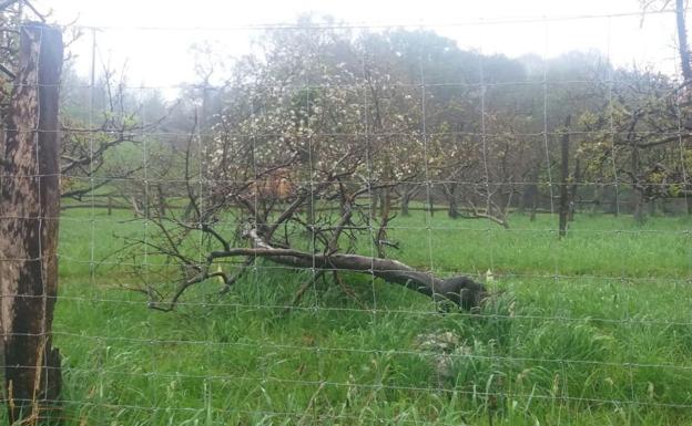 Herido grave un niño tras caerle encima un árbol de 15 metros y quedar atrapado