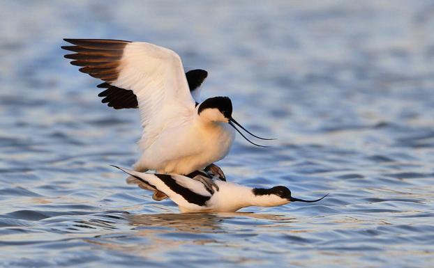 Una pareja de avocetas, Recurvirostra avosetta realiza una cópula sobre la fina lámina de agua de una laguna efímera. /F. CONTRERAS PARODY