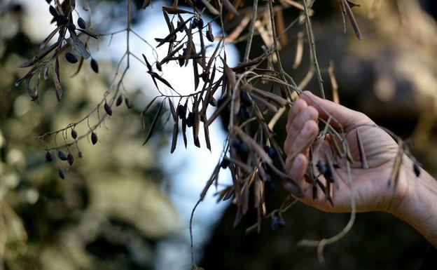 Un caso de xylella en El Ejido dispara las alarmas en la provincia de Jaén