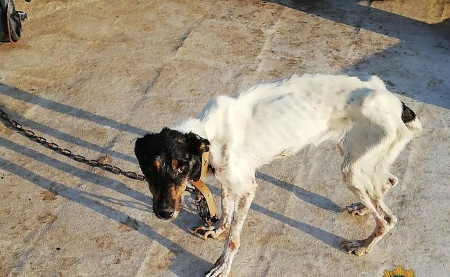 La Policía Local de Motril rescata a un perro maltratado: el animal estaba atado y su vida corría peligro