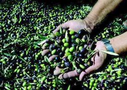 La diferencia de precios entre los aceites de unos y otros países es abismal. :: IDEAL/