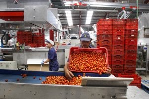 Trabajadores manipulan cherrys en un almacén de la Costa. /JAVIER MARTÍN/