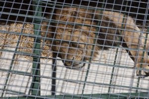 Un león del parque zoológico Peña Escrita, de Almuñécar, durmiendo plácidamente en su jaula. :: JAVIER MARTÍN/
