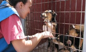 Algunos voluntarios iban a Adra desde Almería para asear a los animales o sacarles de paseo pero se necesitaba más ayuda. ::
L. M./