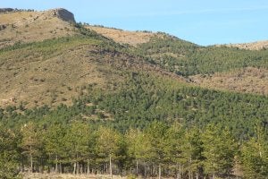 Bosque. Pinos de repoblación de Calar de Heredia./
