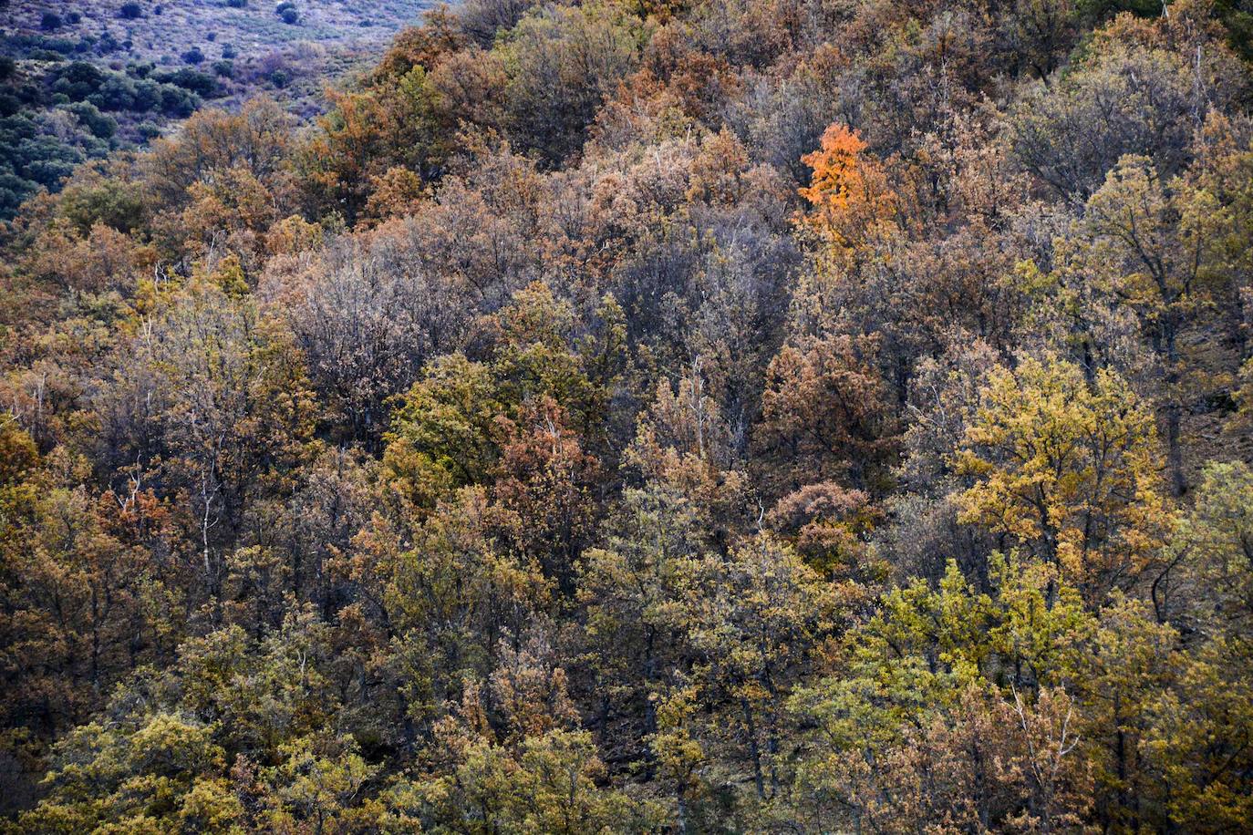 Fotos El bosque encantado de Lugros, una maravilla del otoño granadino Guadix Ideal