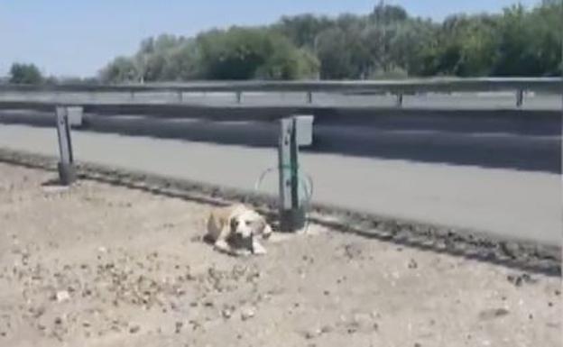 Rescatan A Un Cachorro Abandonado Y Atado Al Guardarrail De Una Carretera Ideal