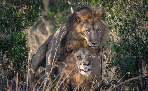 Sorprendente Polemica En Kenia Por La Foto De Dos Leones Macho Copulando Ideal