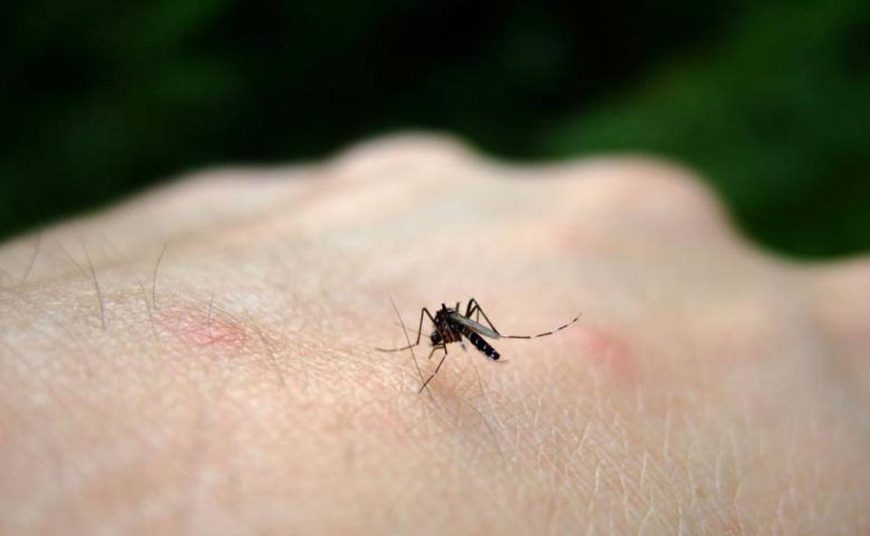 Picadura Del Mosquito Tigre El Peligro Es Que Puede Transmitir Graves Virus Como El Zika Ideal