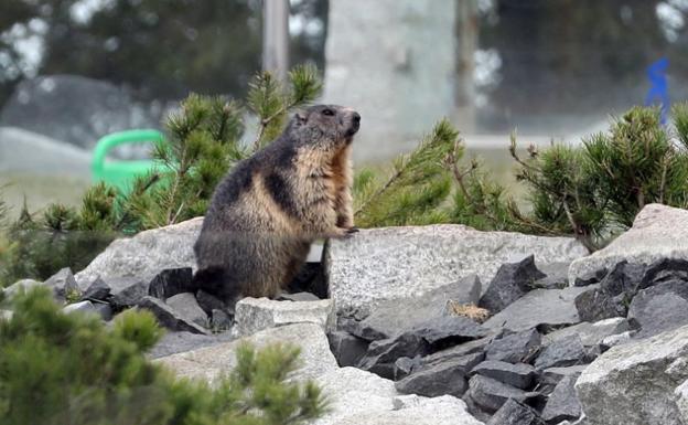 marmota-ktOE-U110772026994u0H-624x385@Ideal