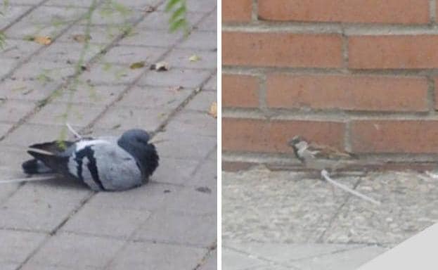 El asesino de pájaros Pajaros-bridas%20(2)-kfyH-U130922044883E1E-624x385@Ideal