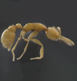 Descubren que la primitiva 'hormiga de Marte' vive en la selva amazónica Dominadoras ocultas del mundo | Ideal