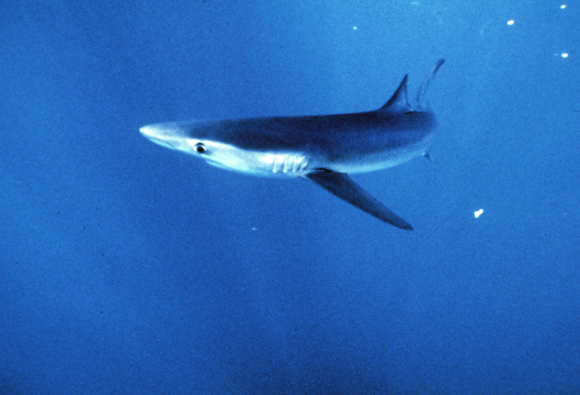 Un tiburón azul muerde a un tripulante de un pesquero | Ideal