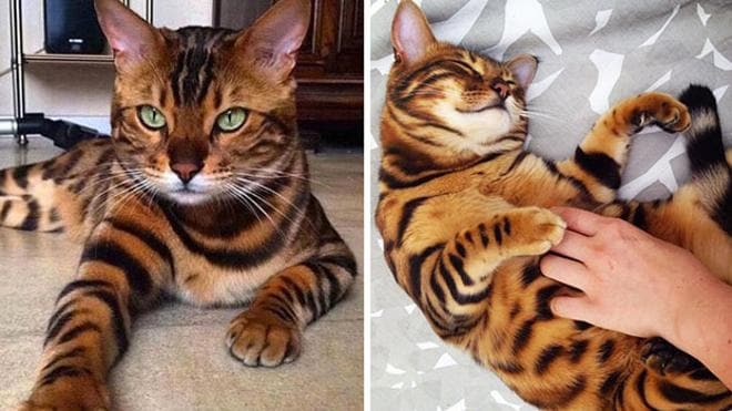el gato de Bengala que parece un 'mini tigre' | Ideal